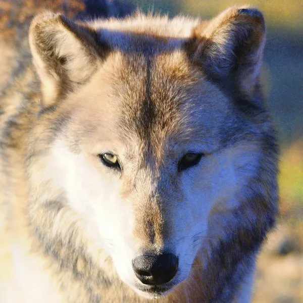 Wolf Pack