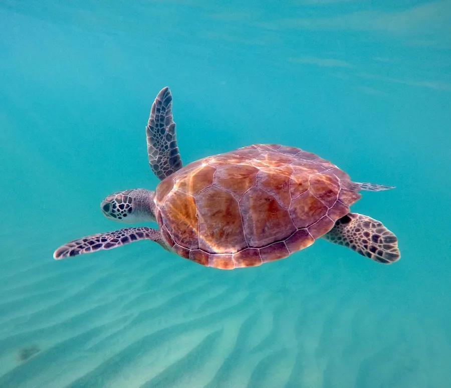 Honu | Life in the West Art Gallery