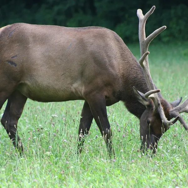 Elk in Moonlight