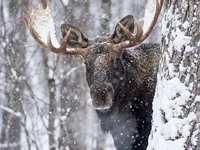 Bull-Moose