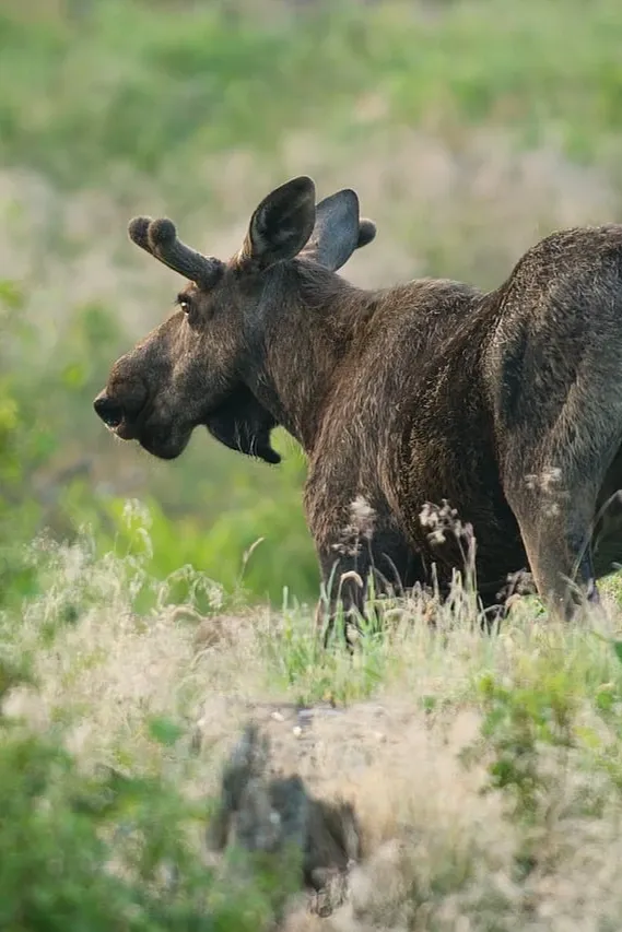 Blue Moose